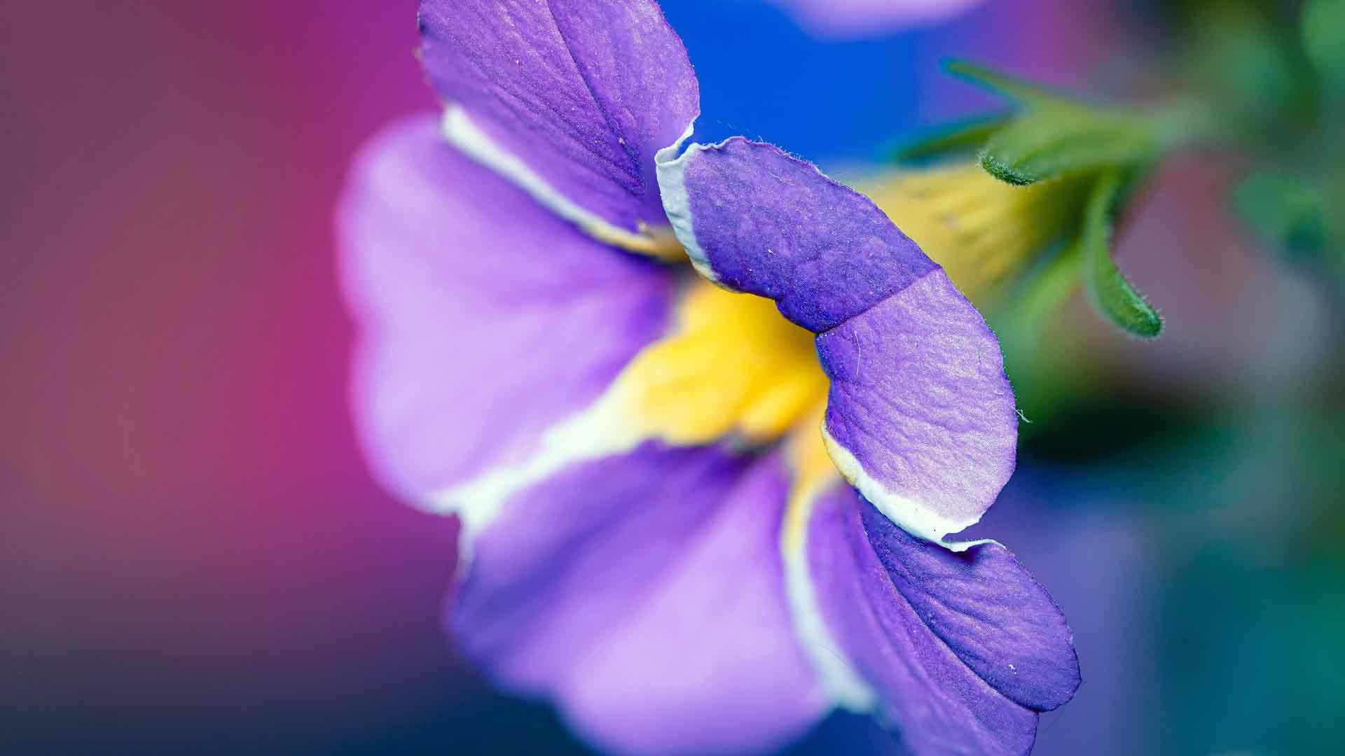 雄蕊开花紫色花瓣植物近景