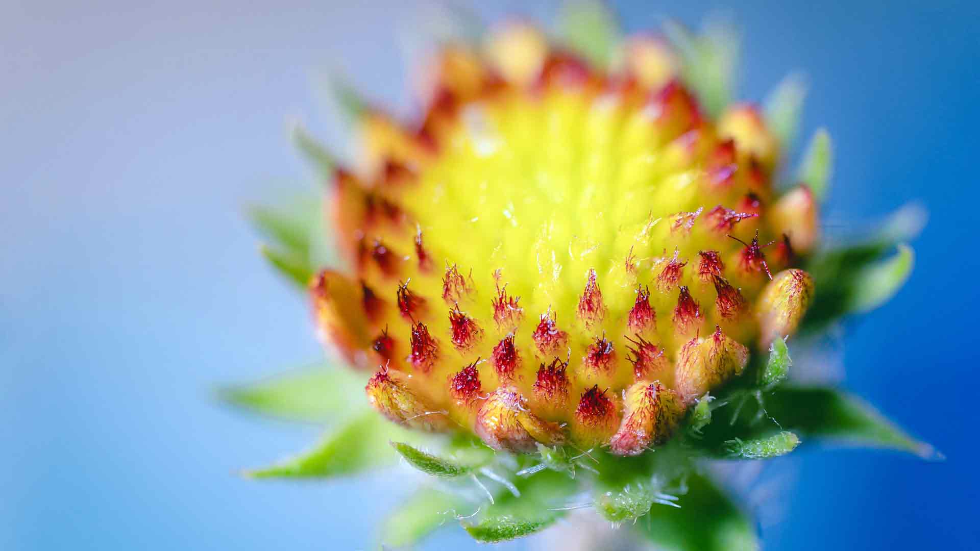 草莓浆果花瓣植物 绿色新鲜 5K