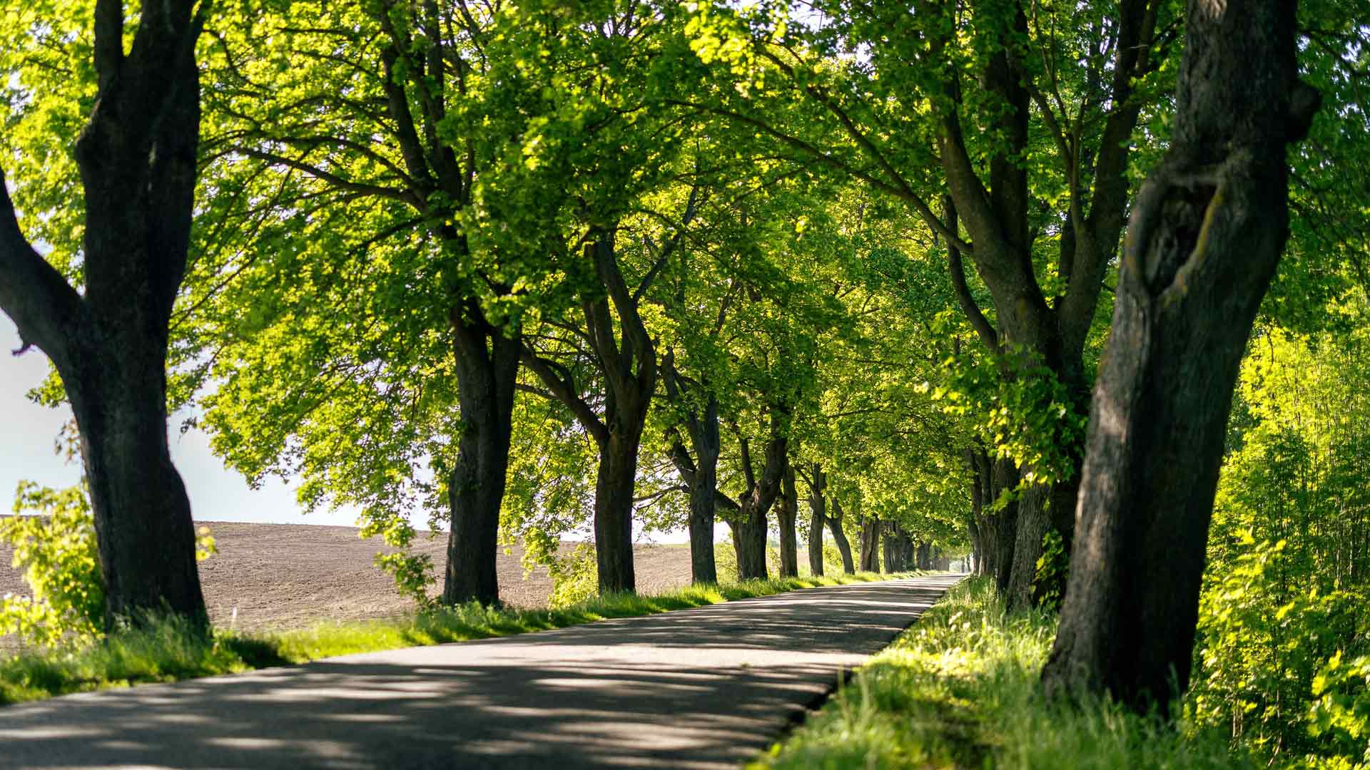 阳光明媚，绿树成荫的马祖里大道，波兰