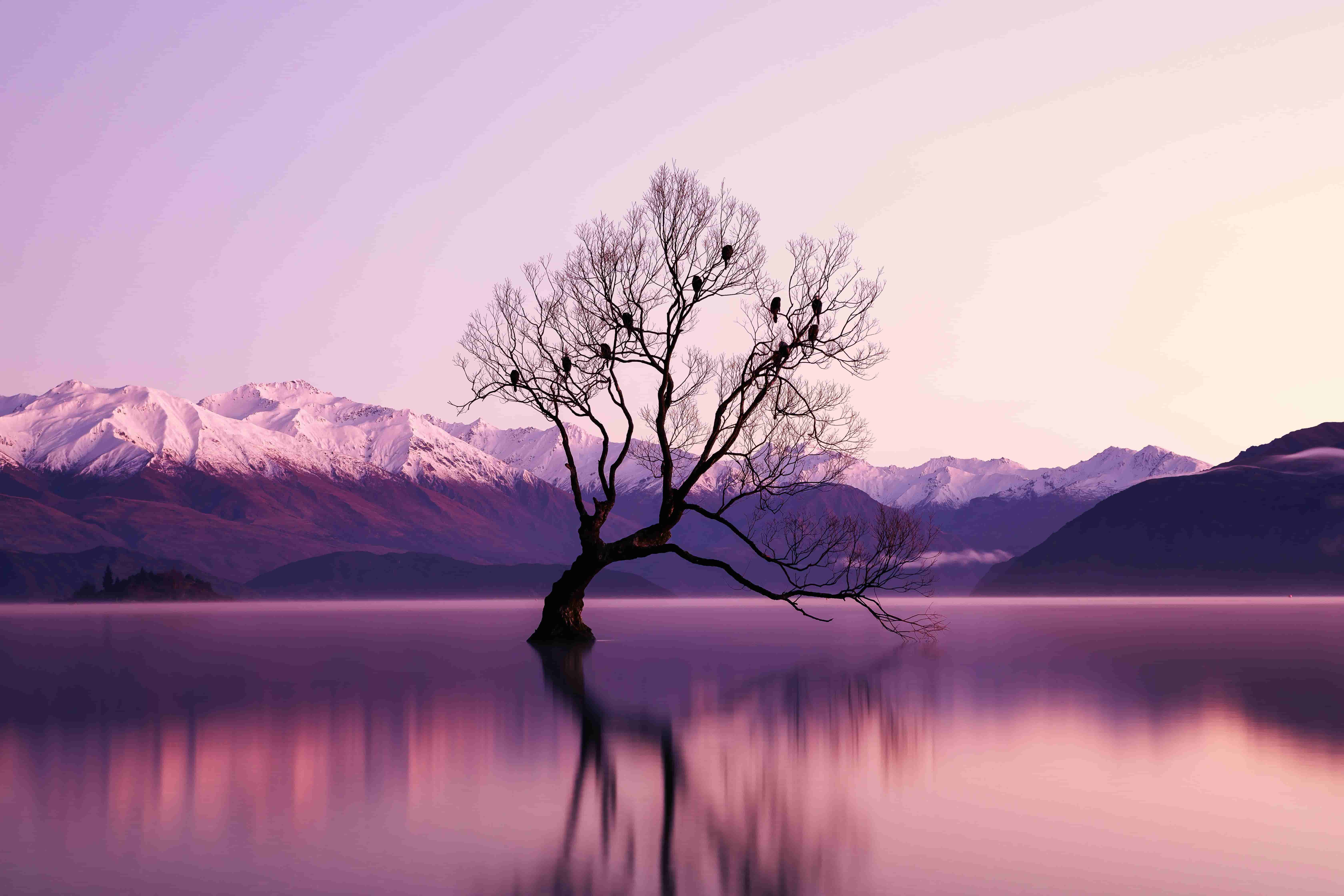 新西兰瓦纳卡被水体环绕的黑色枯树