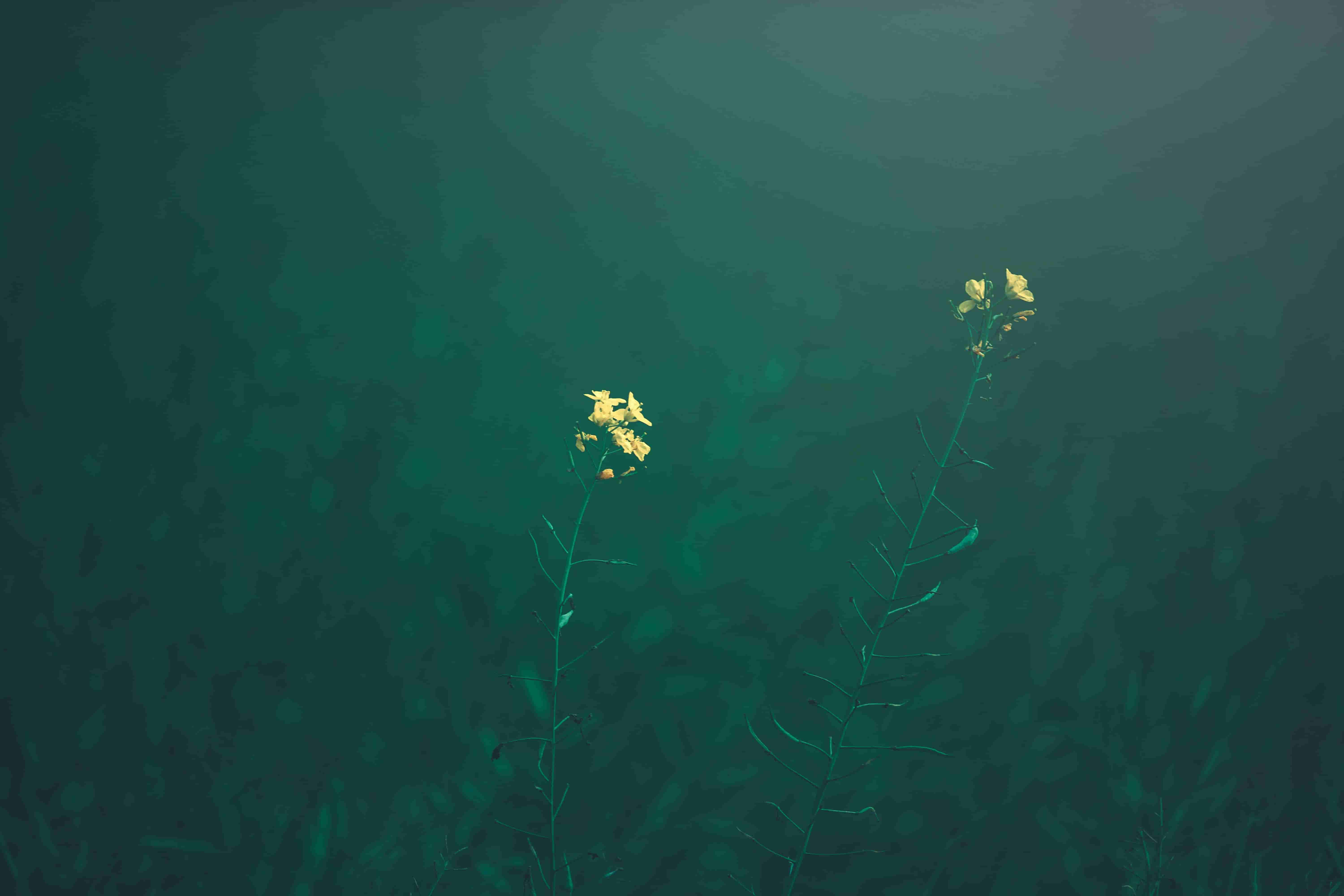 移轴镜头下的黄色花朵