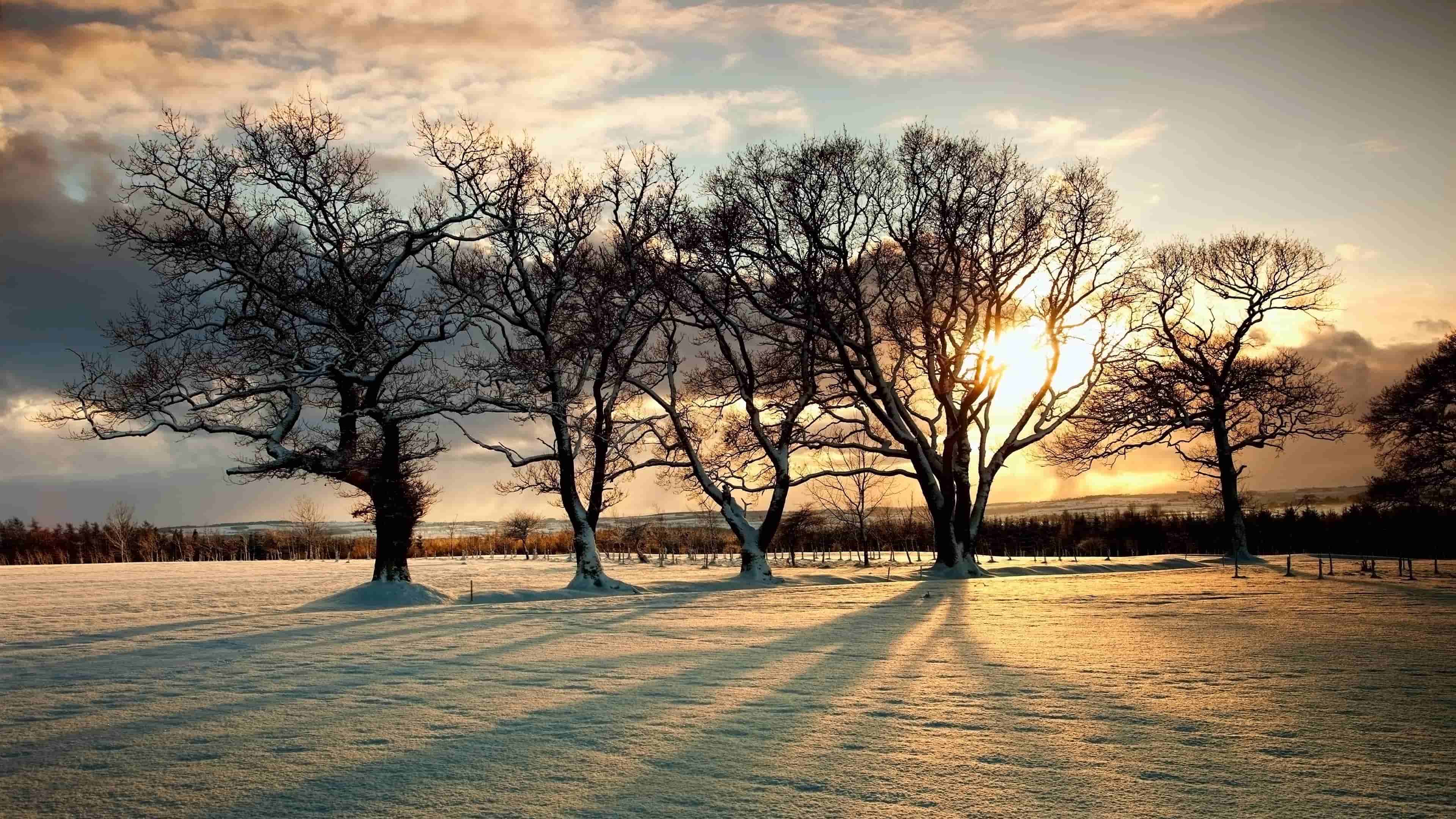 日出树冬季诺森伯兰郡英格兰