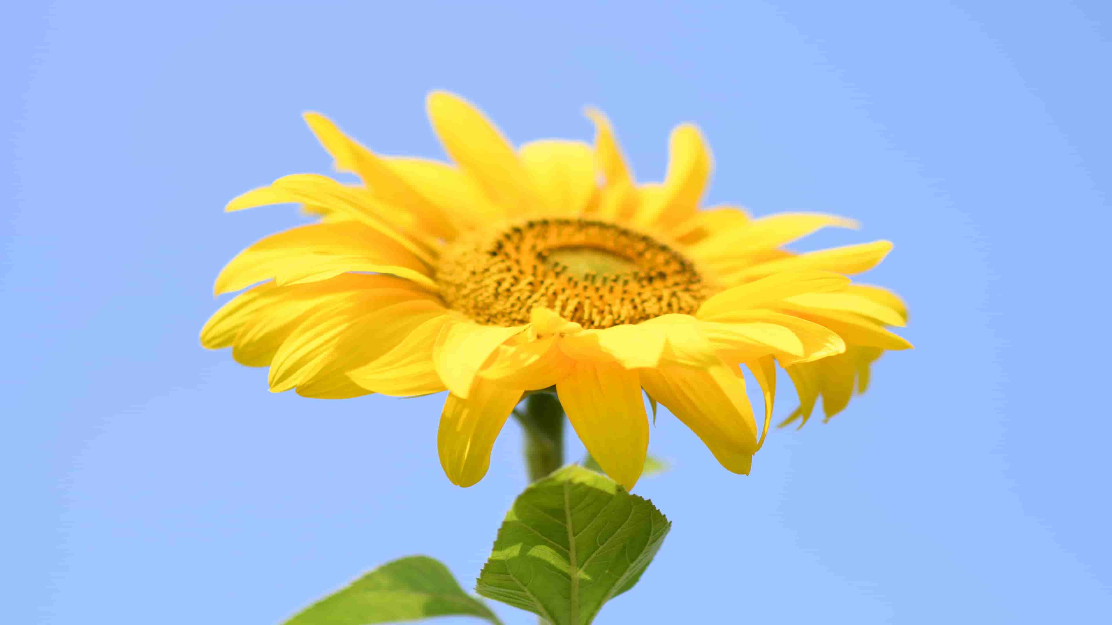 唯美向日葵超清鲜花壁纸