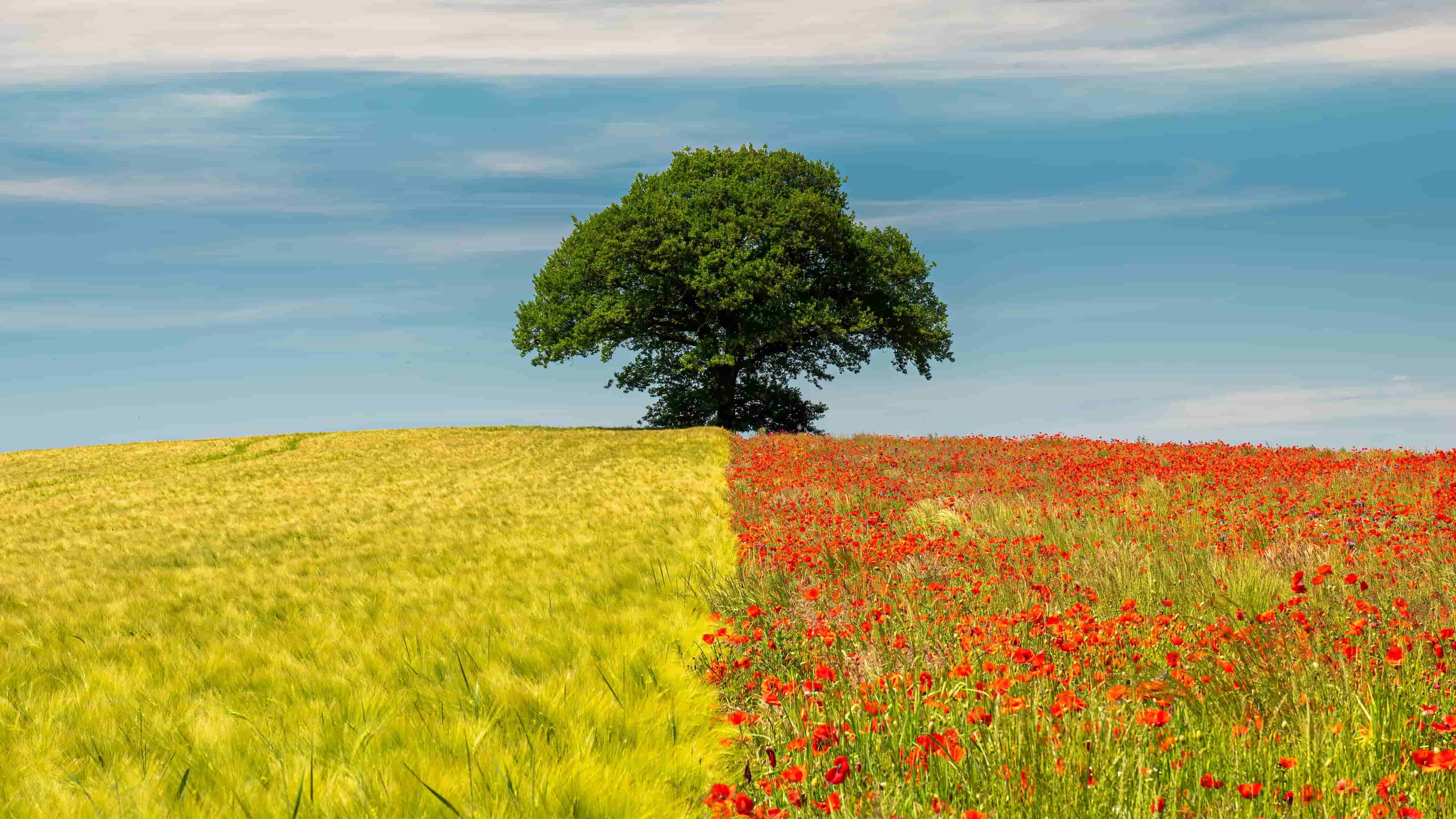 麦田花海 蓝天白云田野风景壁纸