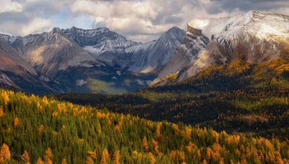 秋季山林金黄树叶覆盖雪山远景自然风景电脑壁纸