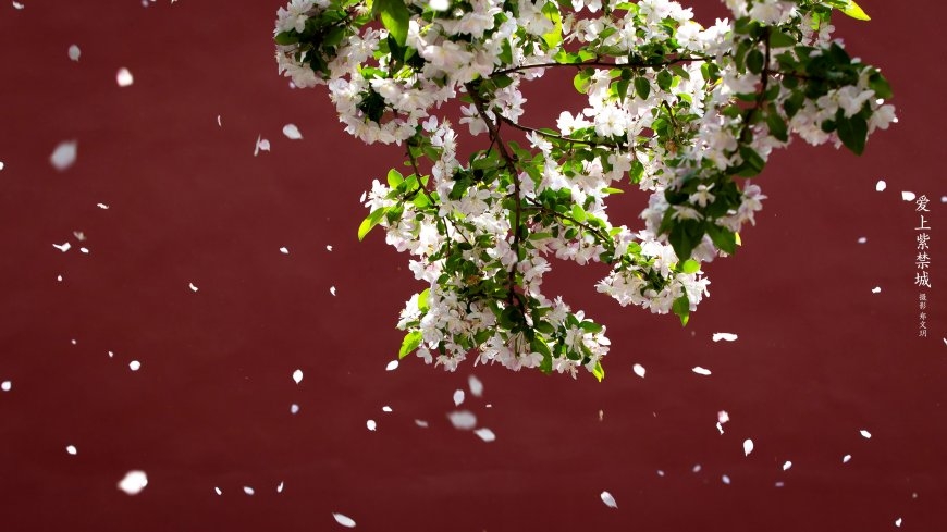 爱上紫禁城-海棠